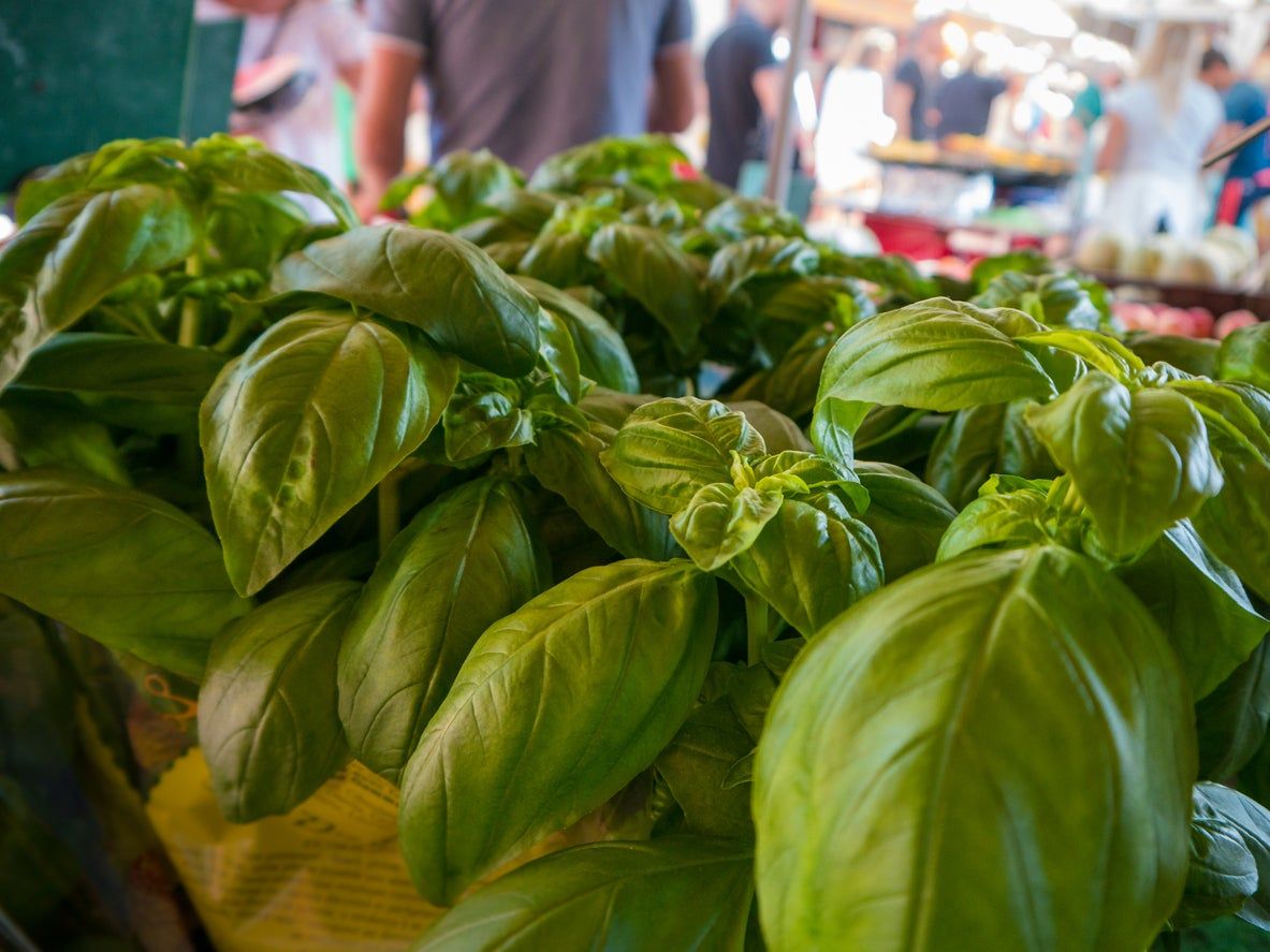 What Is Marseille Basil Tips For Growing Marseille Basil