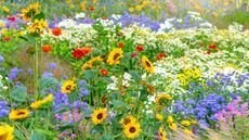 sunflowers and other colorful summer plants