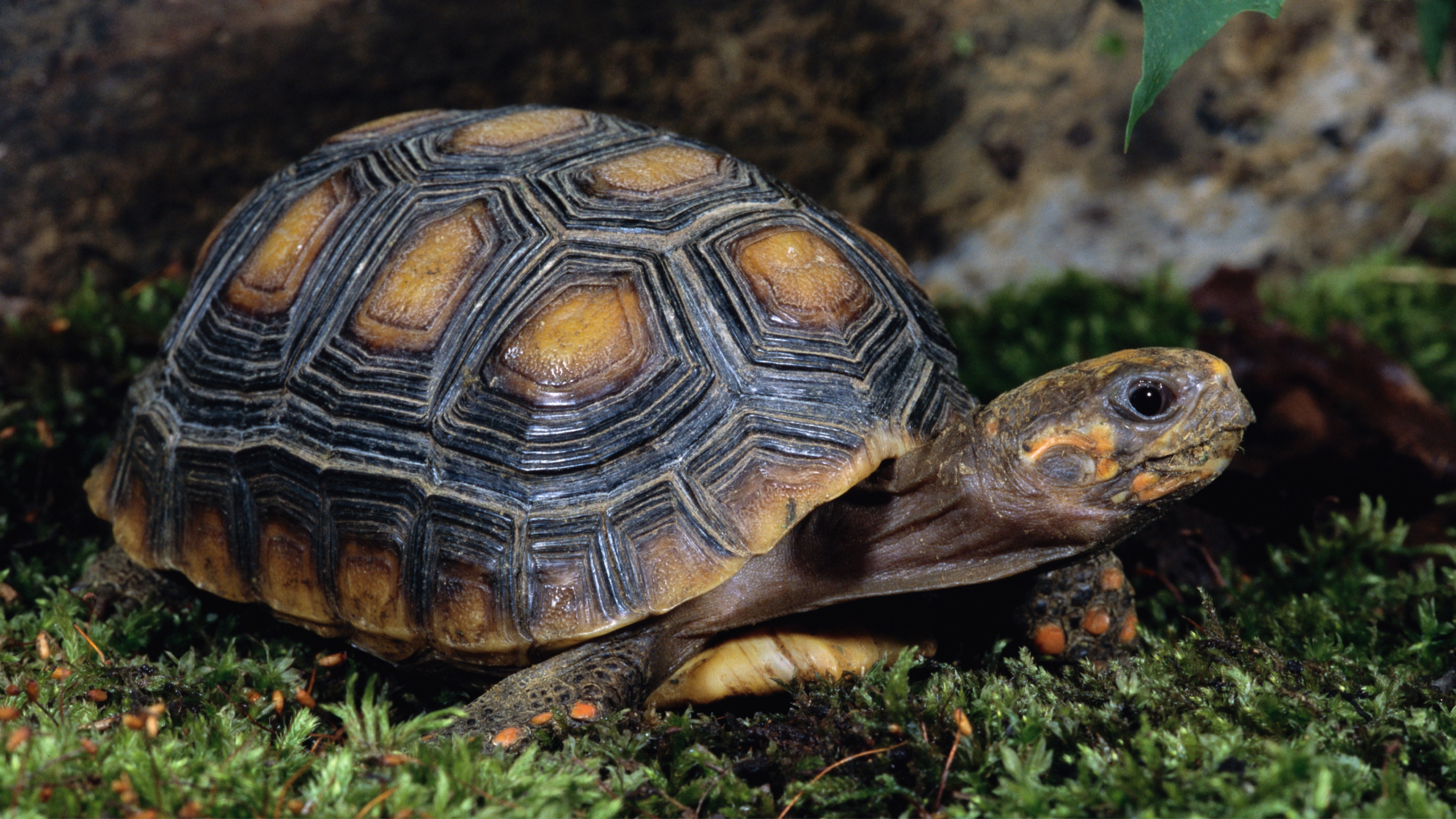 Red-footed tortoise