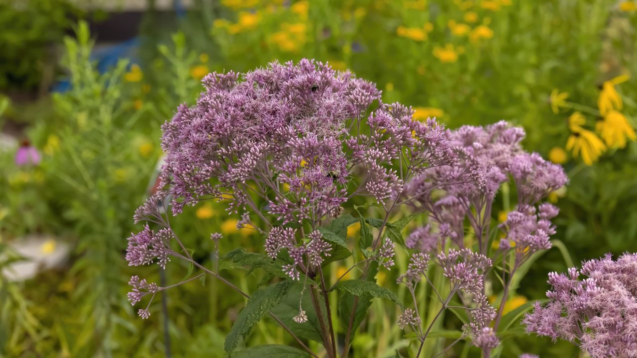 Joe pye weed in bloom