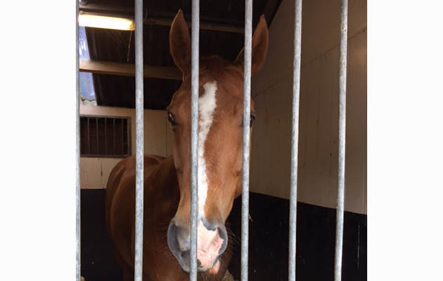 legend foal