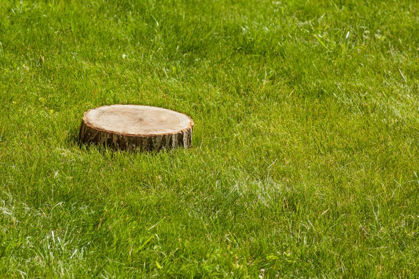 Tree stump in field