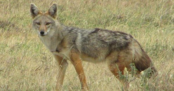 African golden wolf