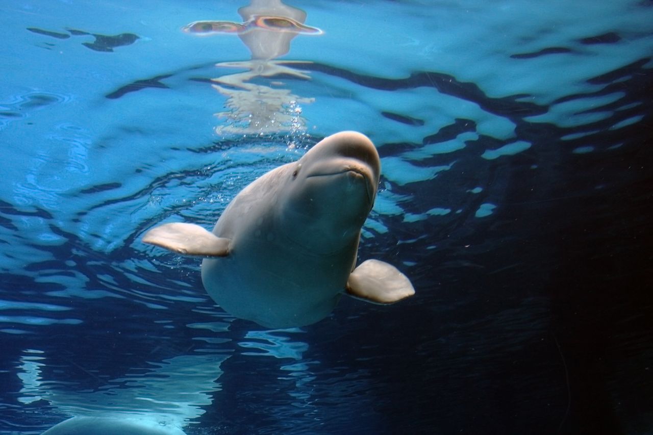 A beluga whale.