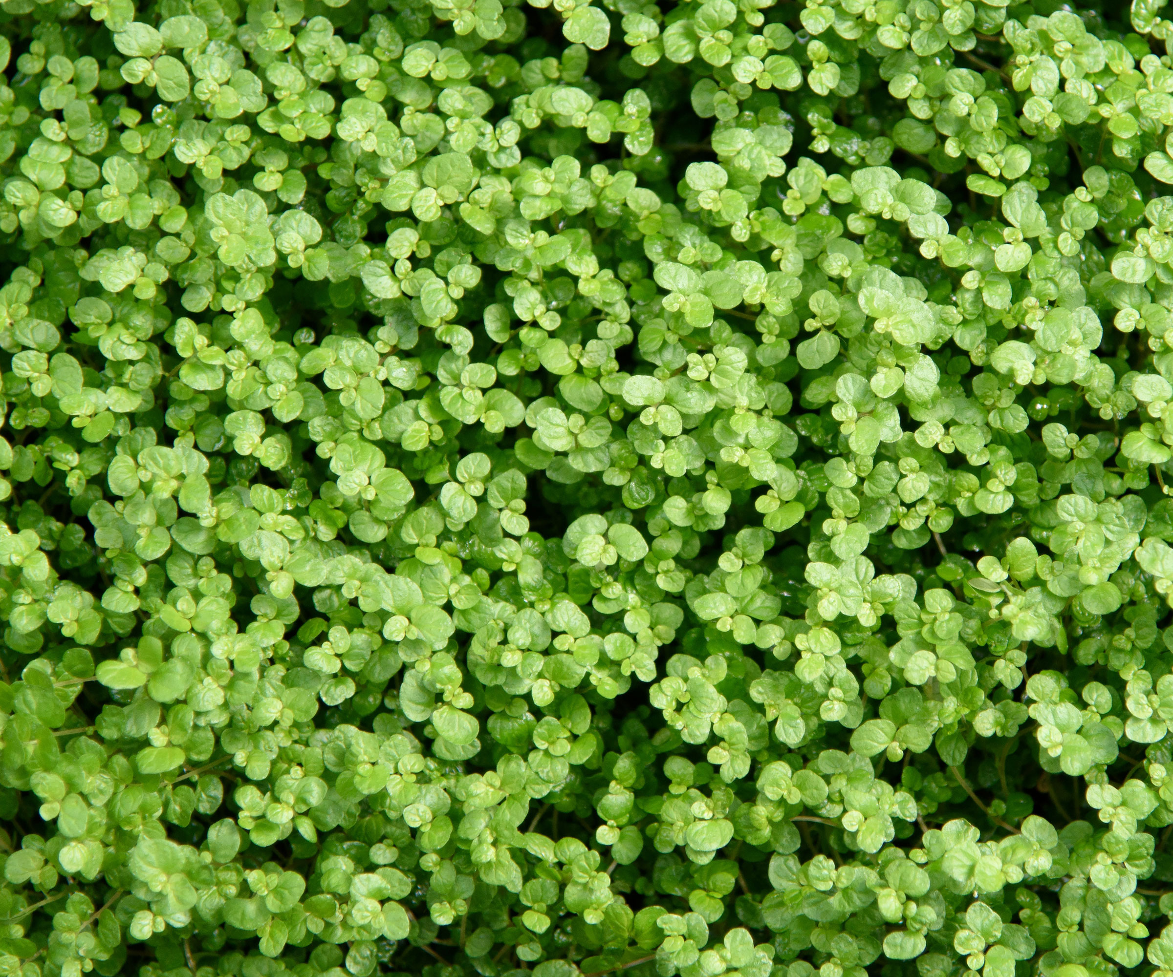 Corsican mint growing in cluster planting