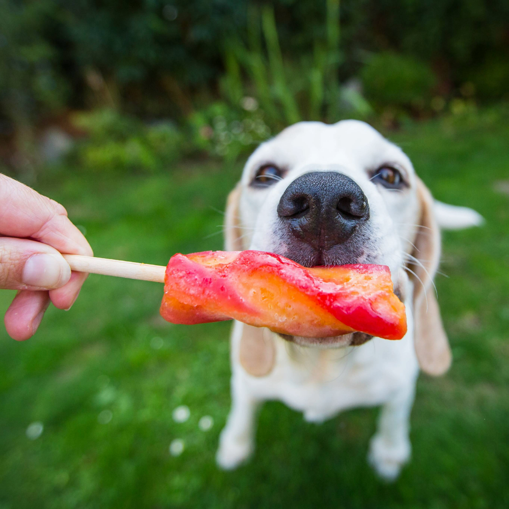 Dog sitting down on the grass and licking an ice lolly in someone's hand