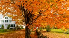 A large tree with orange autumn leaves growing over a driveway and lawn in front of a suburban home