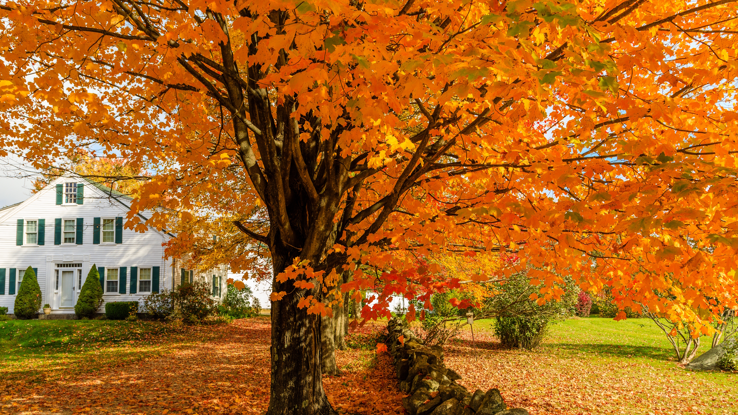 A large tree with orange autumn leaves growing over a driveway and lawn in front of a suburban home