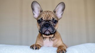 French bulldog