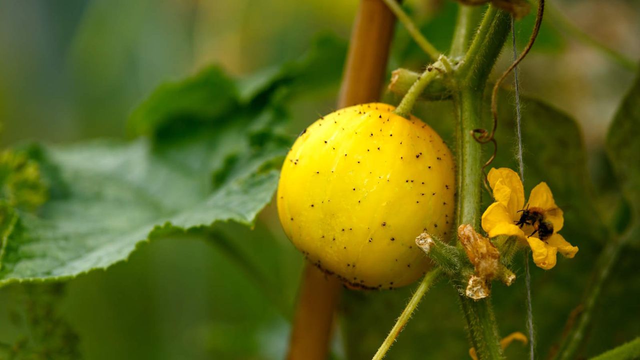 A cucumber crystal lemon fruit growing on the plant in a summer vegetable garden