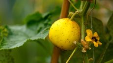 A cucumber crystal lemon fruit growing on the plant in a summer vegetable garden