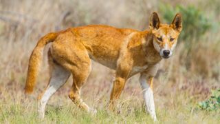 Dingoes are wild canines that are the largest living land predator in Australia.