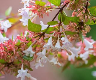 Abelia shrub with pale pink flowers