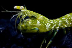 A colorful green mantis shrimp.