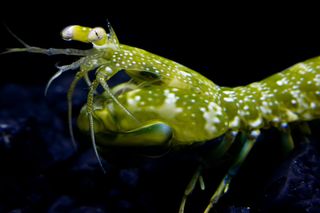 A colorful green mantis shrimp.