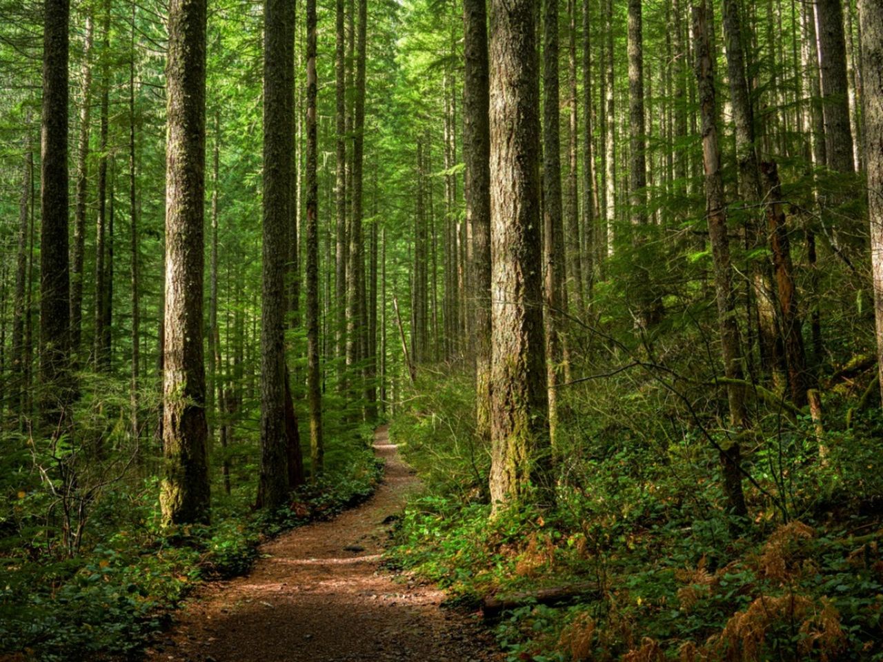 Pathway In The Forest With Tall Trees