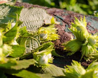 hazelnuts on table