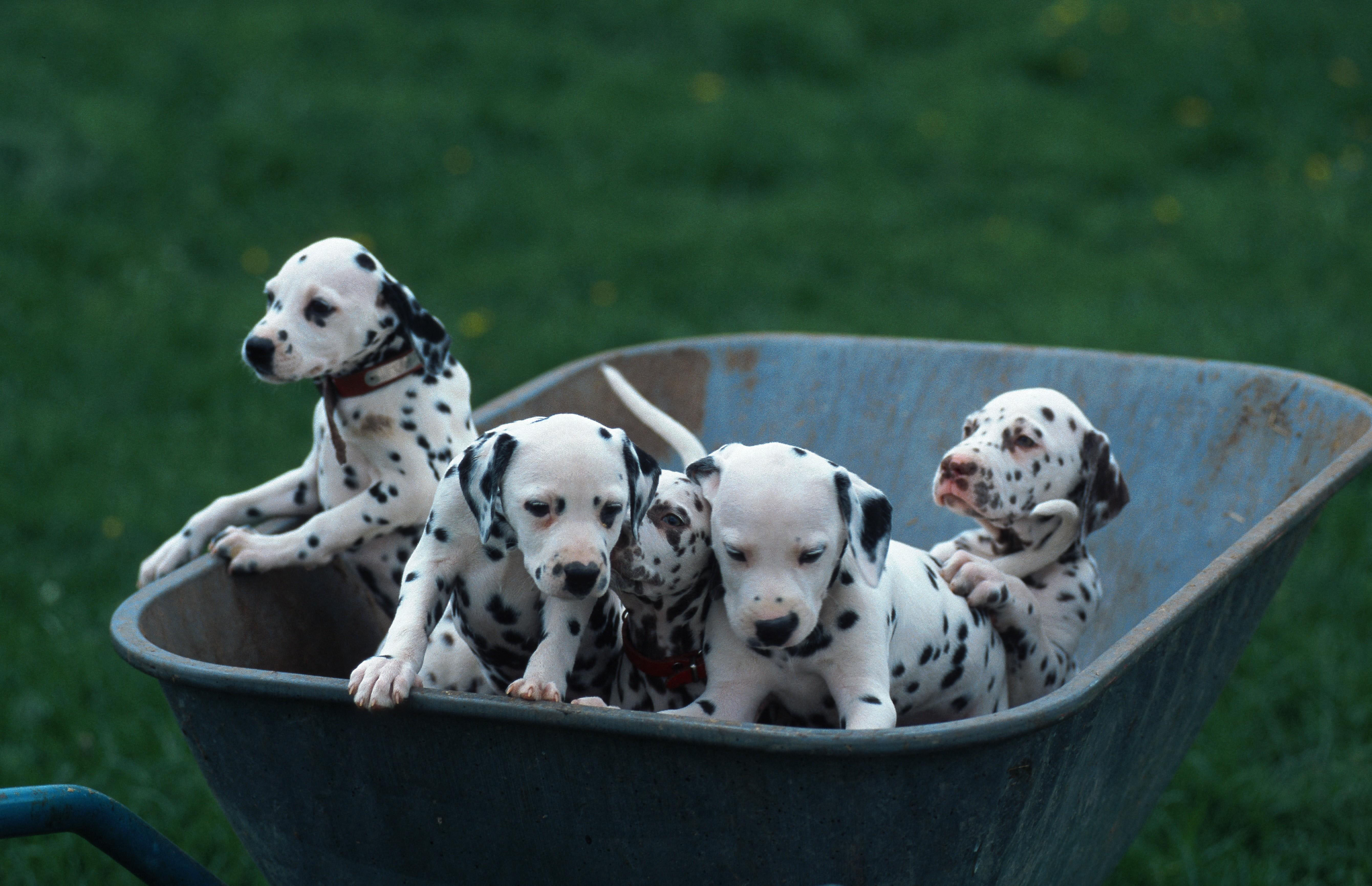 Four dalmatian puppies sitting together in a metal wheelbarrow on grass, their black spots contrasting against white coats as they look in different directions.