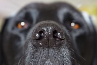 Close up of a black dogs nose
