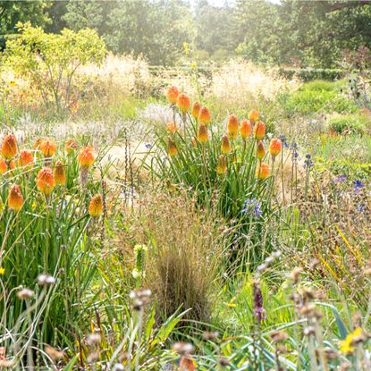 Prairie planting in a wildflower garden