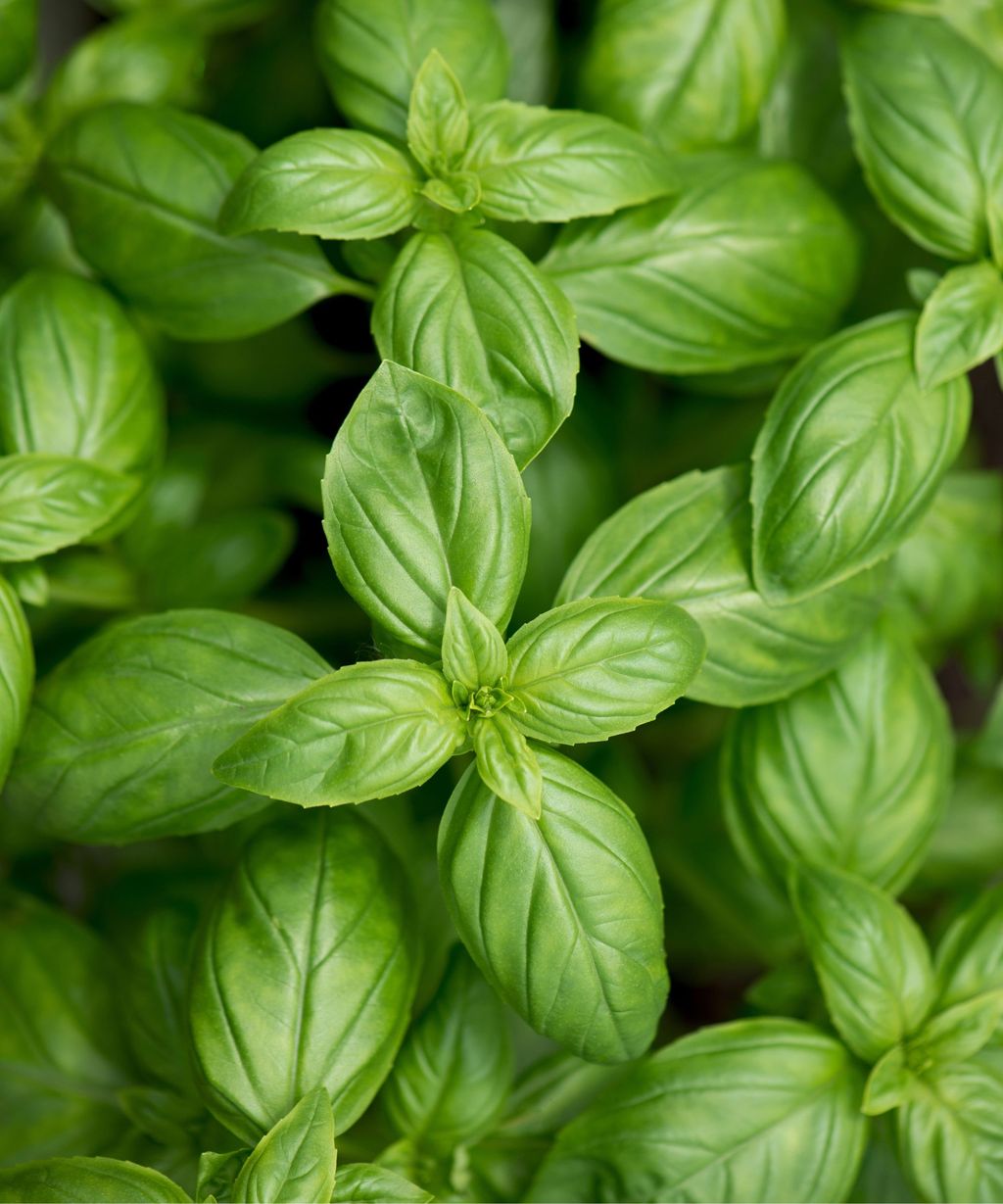 How often to water basil expert advice for healthy herbs Homes & Gardens