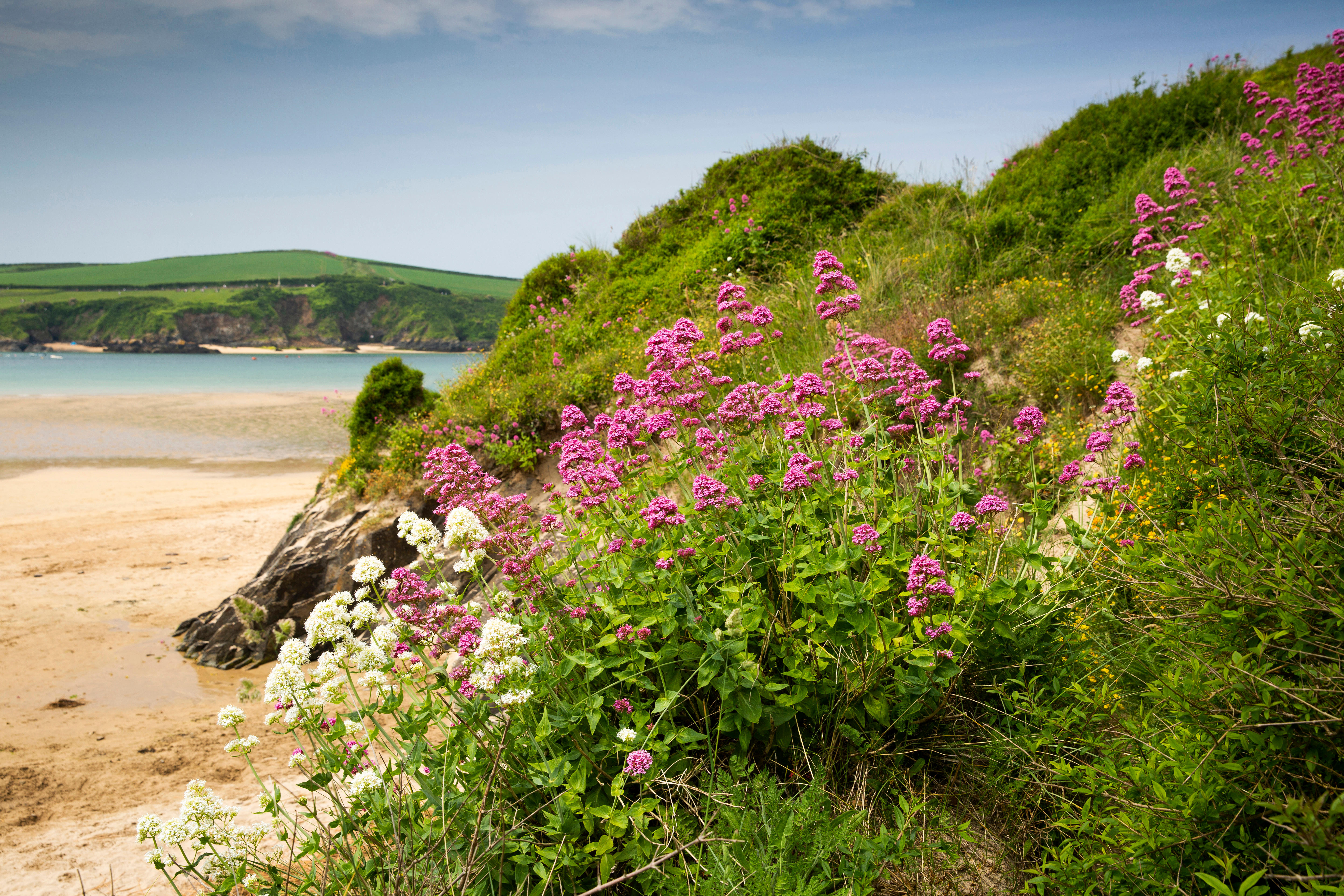 Valerian flowers