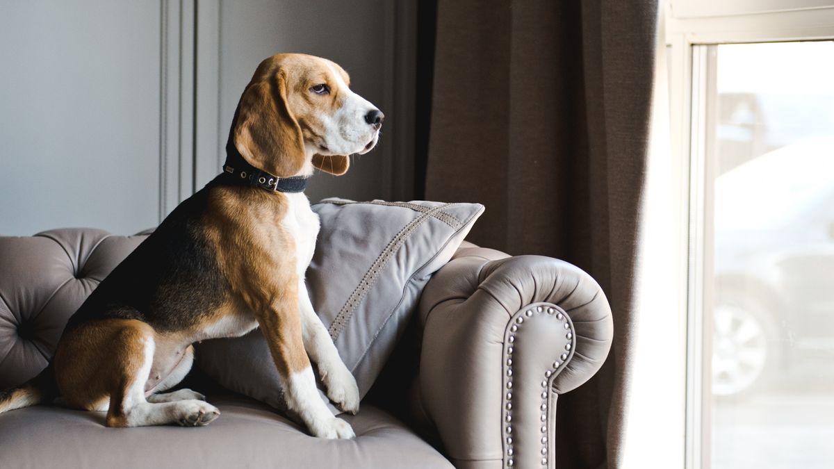 Beagle sitting on couch staring out the window