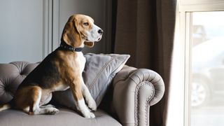 Beagle sitting on couch staring out the window