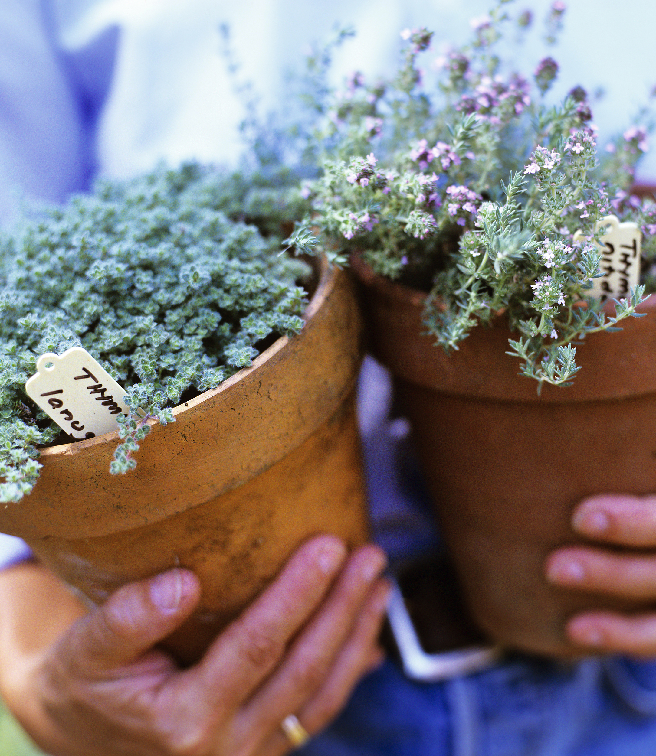 herbs in pots