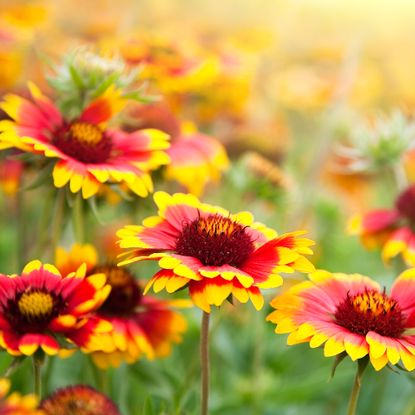 blanket flowers