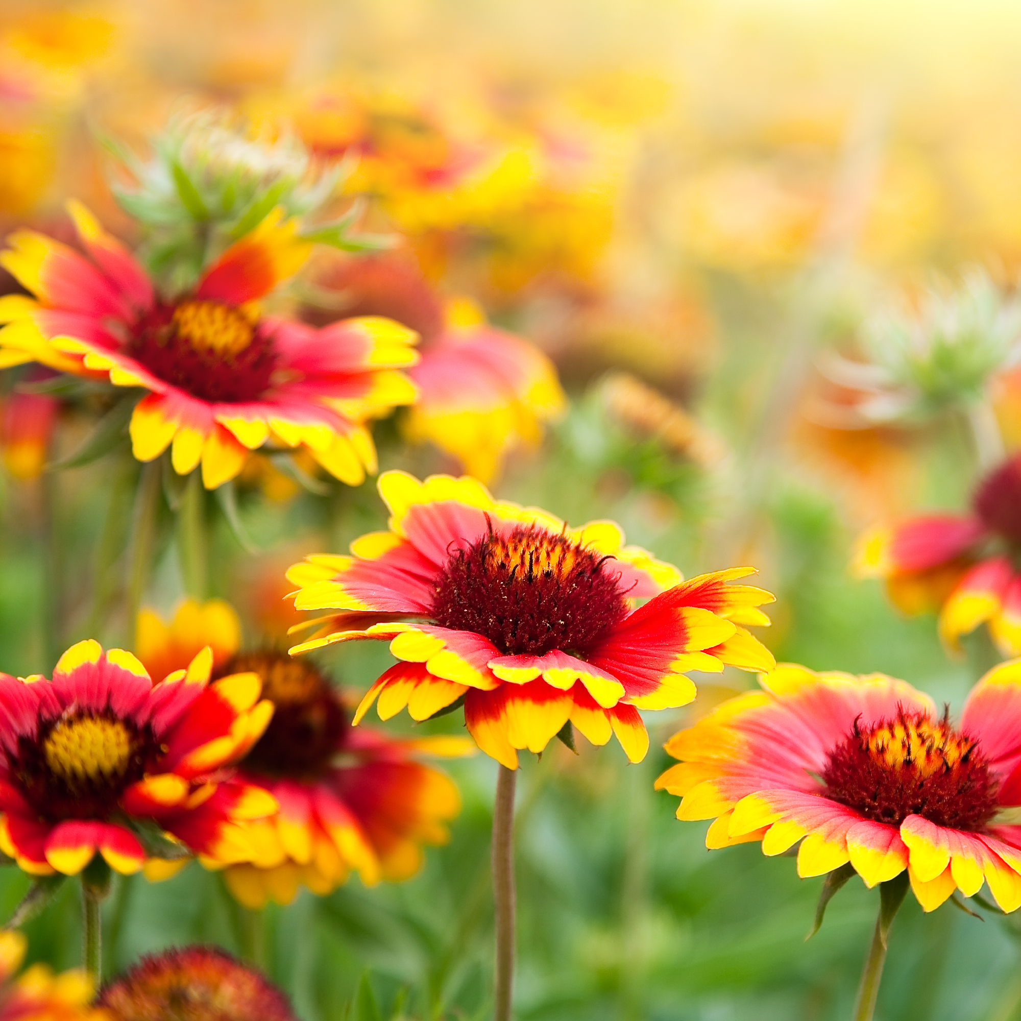 blanket flowers