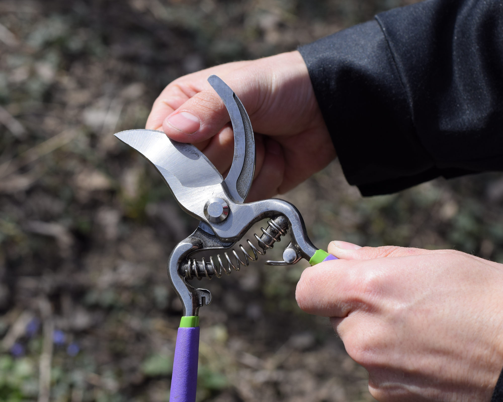 gardener checking sharpness of hand pruners