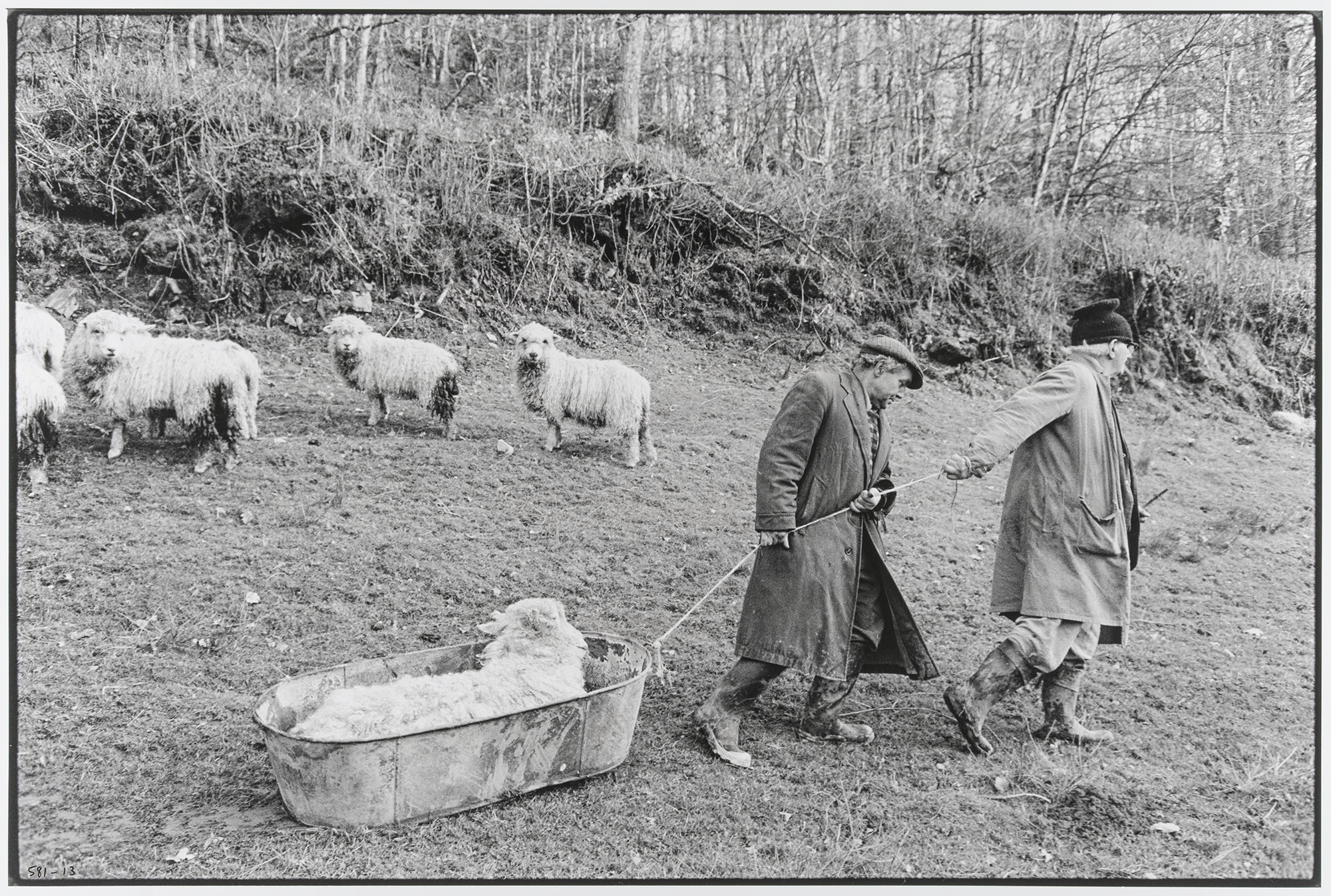 Two men in long coats and boots pull a large metal tub across a grassy hillside to transport a sick ram, while several other sheep watch from the background.