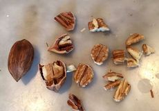 Broken Up Pieces Of Hican Nuts