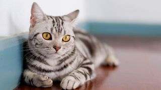 American shorthair cat