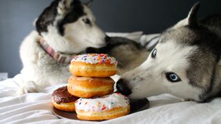 Two Siberian Huskies lying on bed with plate of donuts for dogs beside them
