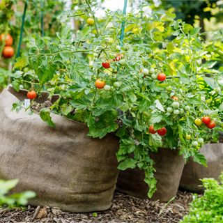 Tomatoes growing in fabric grow bags