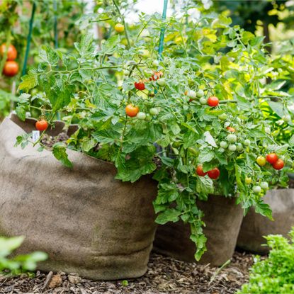 Tomatoes growing in fabric grow bags