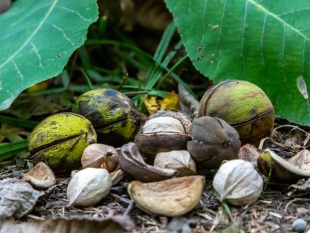 Pile Of Hickory Nuts