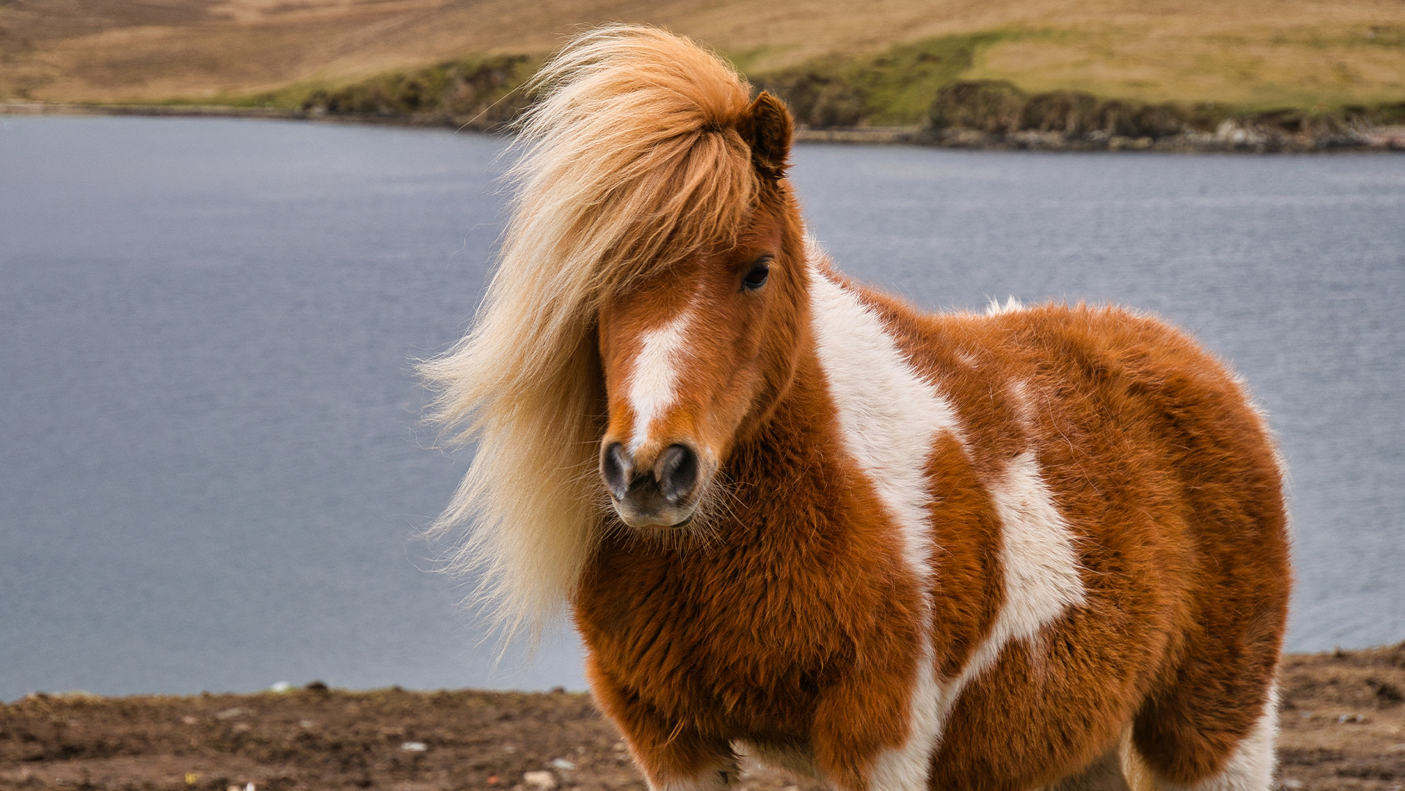 Close up of windswept Shetland pony