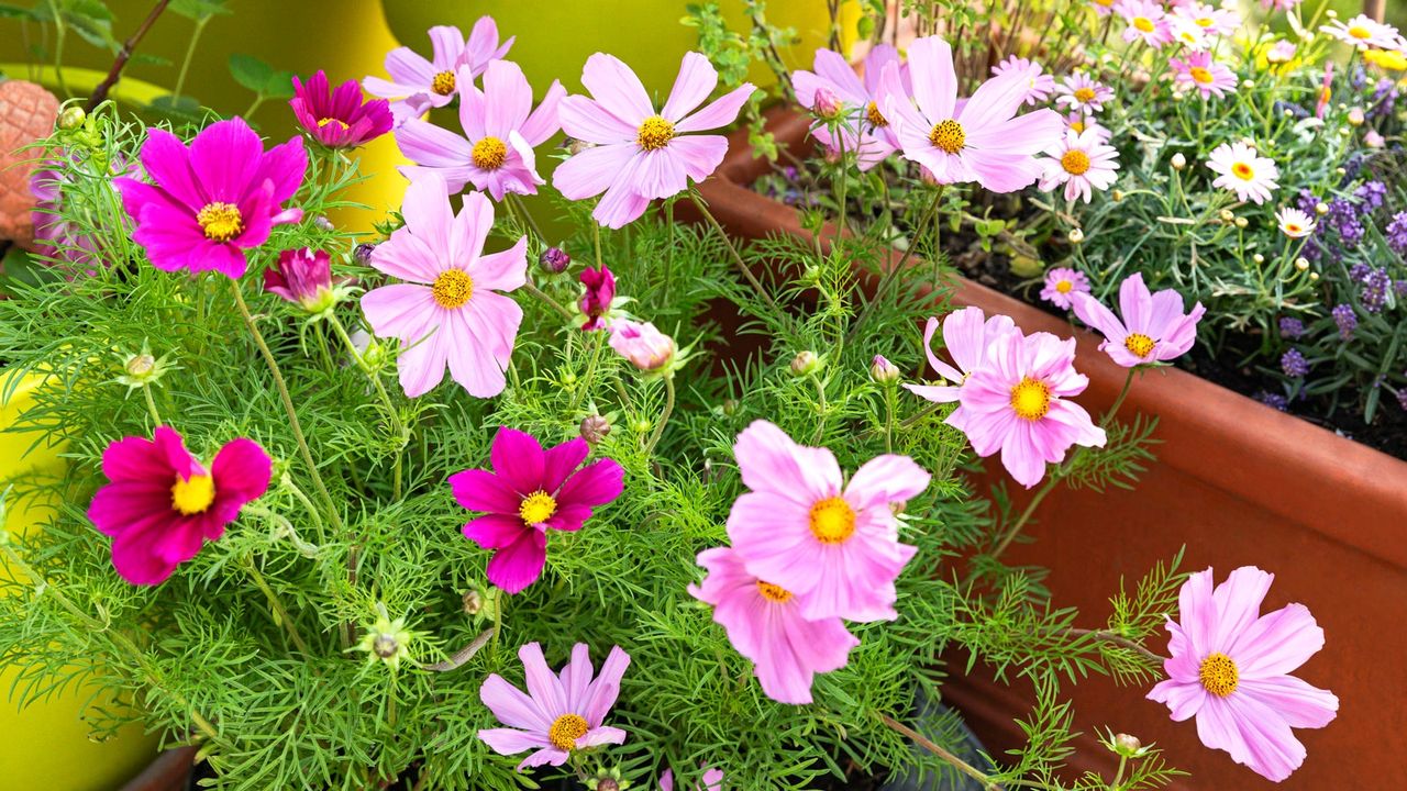 cut flower cosmos plants in containers