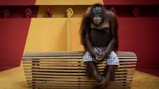 Orangutan sitting on a bench wearing shorts after a daily show. 