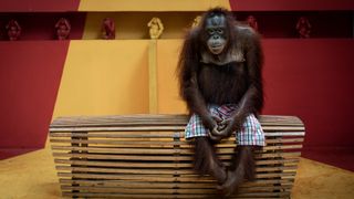 Orangutan sitting on a bench wearing shorts after a daily show. 