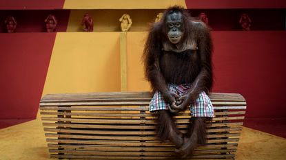 Orangutan sitting on a bench wearing shorts after a daily show.