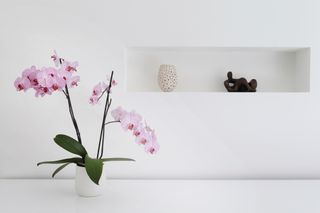 An orchid in a white vase