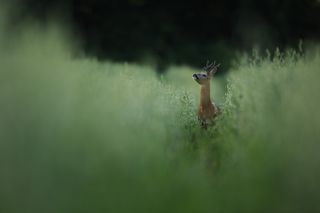 deer in green grass