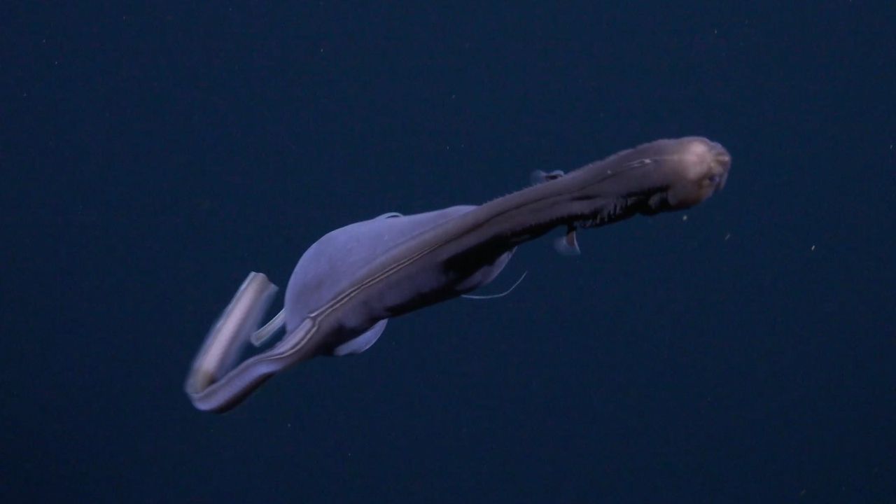 A head-on view of the gulper eel swimming toward the camera