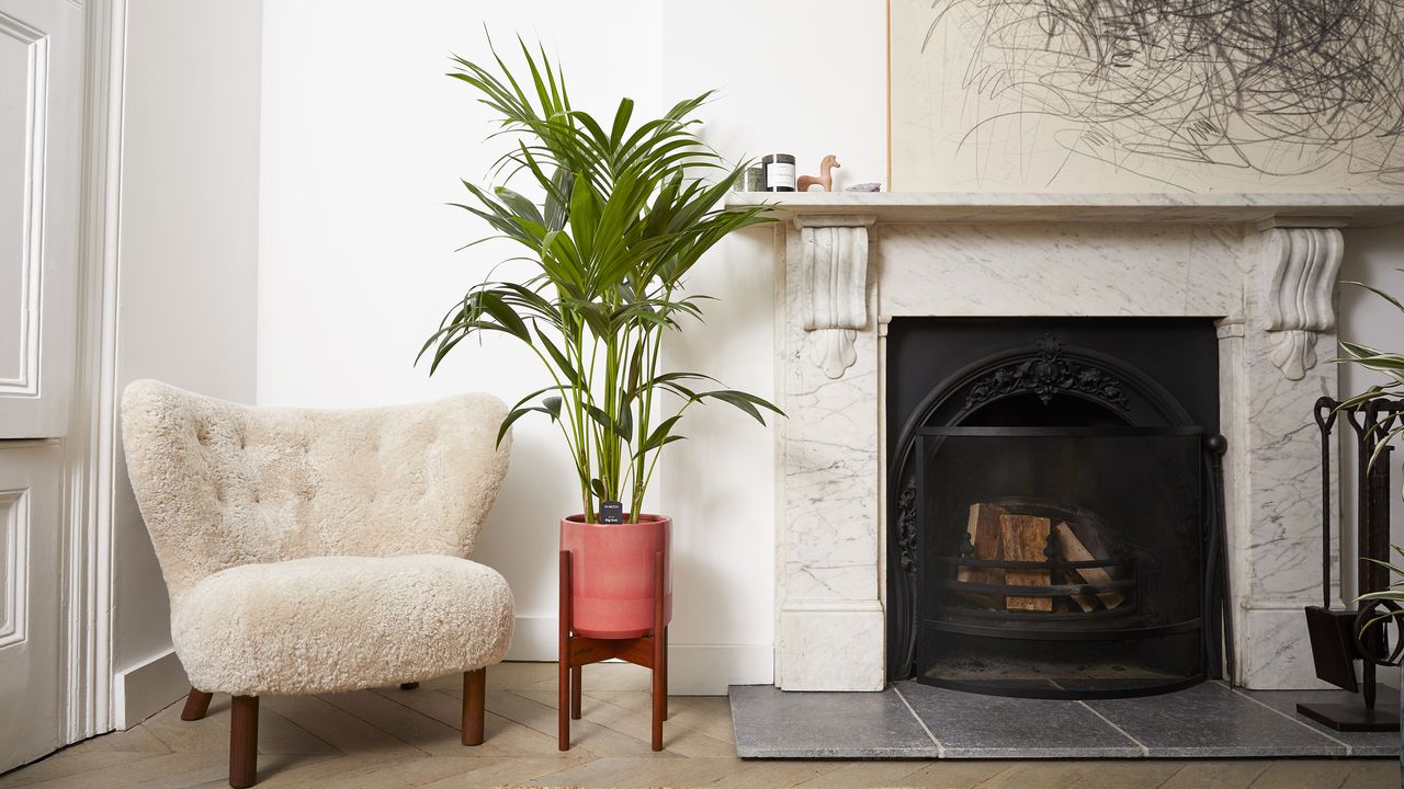 Kentia palm standing in a pot in a light colored living room 