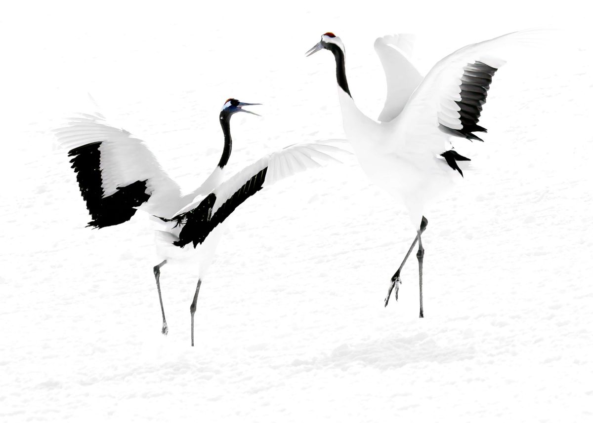Red-crowned crane.