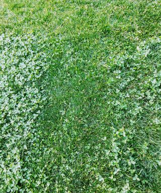 A green lawn with clovers to the left and right of it and plain lawn in the middle